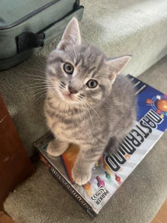 Image 1 of 9 week old male grey tabby kitten looking for his home
