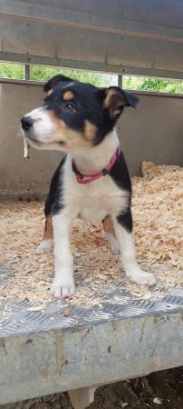 Image 6 of **READY NOW** Working Farm Border Collie Puppies for Sale