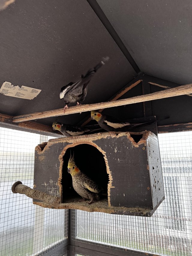 Preview of the first image of 2 Pairs of Cockatiel Love Birds, with Metal Cage.