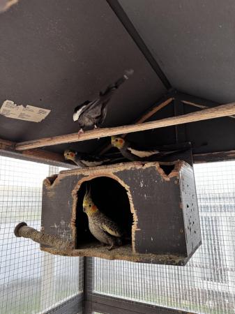 Image 1 of 2 Pairs of Cockatiel Love Birds, with Metal Cage