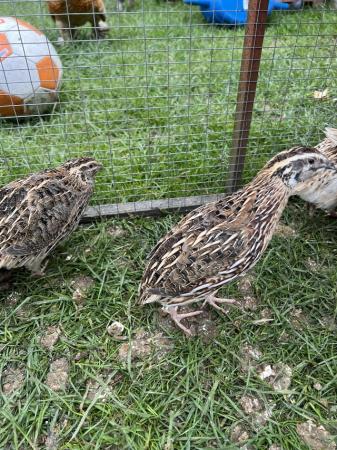 Image 1 of 16 week old Coturnix quail male and female