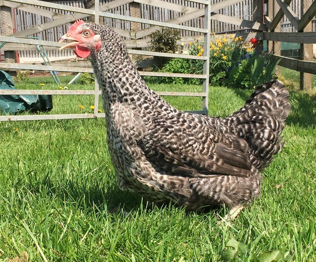 Preview of the first image of Point of lay hybrid pullets.