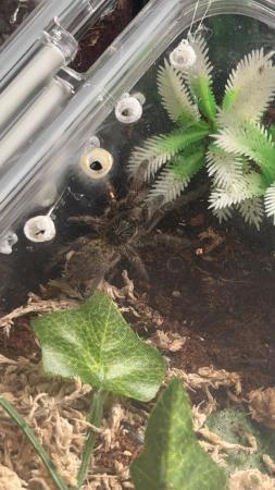Image 1 of tarantulas for sale all in enclosure