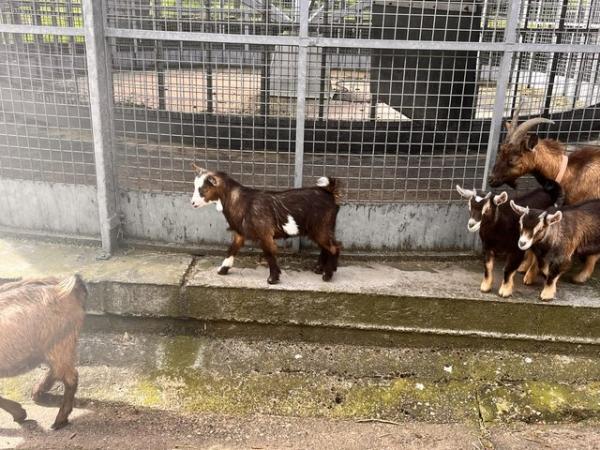 Image 3 of 12 Week old Pygmy goats ready for a new home