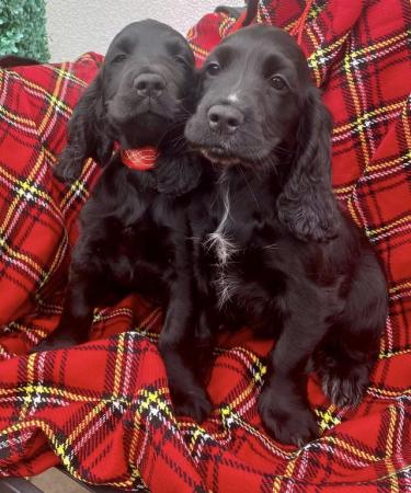 Image 2 of Cocker spaniel puppies - FULLY VACCINATED,MICROCHIPPED