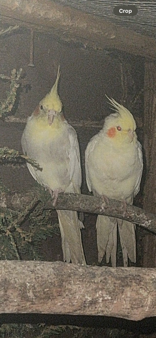 Preview of the first image of Bonded Pair of cockatiels luna and Bruce.