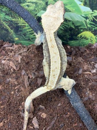Image 5 of Adult female harlequin crested gecko