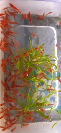 Image 2 of Red Cherry Shrimp for sale