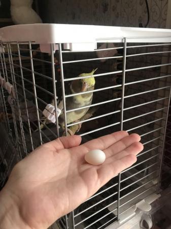Image 3 of Hand raised female cockatiel & cage