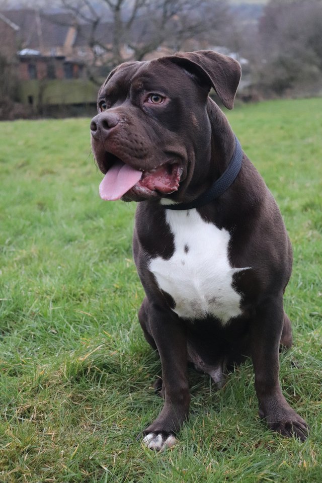 Black and white hot sale american bully puppies