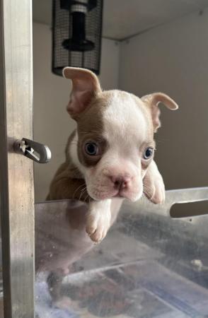 Image 24 of chunky rare colours full pedigree blue eyed Boston terriers