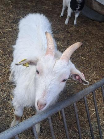 Image 3 of Tiny Tim and Greg, wether goats
