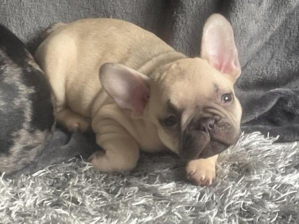 Image 9 of FRENCH BULLDOG PUPPYS LAST TWO PUPS LEFT