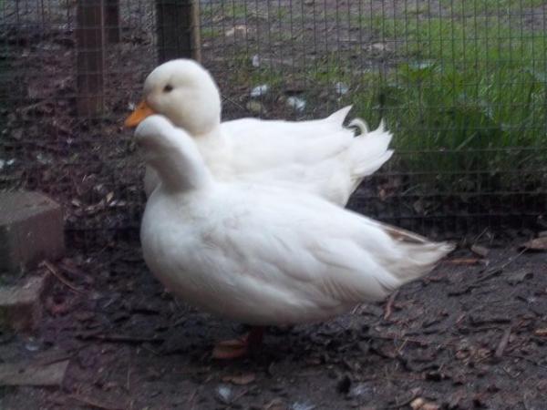 Image 12 of QUALITY CALL DUCK HATCHING EGGS AVAILABLE £3 EACH