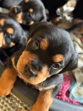 Image 4 of Beautiful puppies for sale