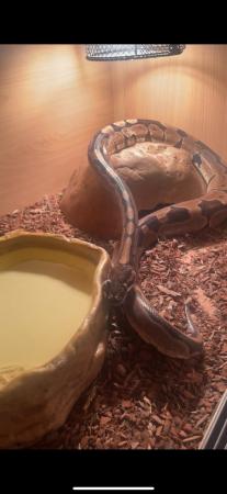 Image 2 of 9 year old male balled python for sale