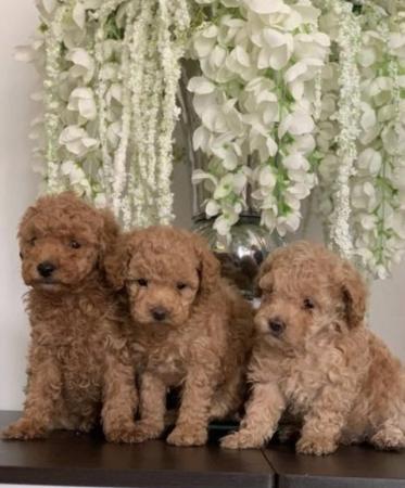 Image 7 of toy poodle puppy’s ready now!!