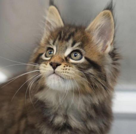 Image 9 of Gccf/ tica maine coon kittens microchipped and vaccinated