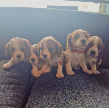 Image 6 of Cavalier king charles spaniel puppies
