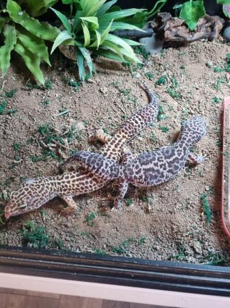 Image 4 of 2 x leopard geckos and full set up