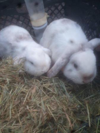 Image 2 of 2 young mini lops buck for sale £40 each