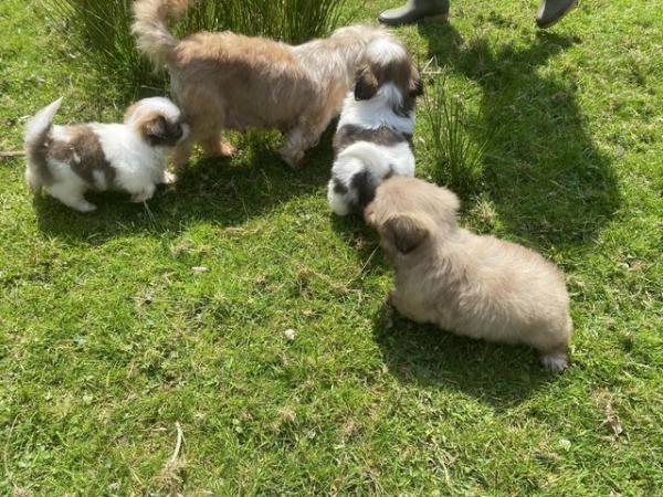 Image 2 of 3 male shih tzu puppys ready to leave 16th may