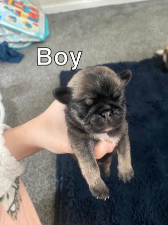 Image 7 of PUG PUPPIES FOR SALE ??