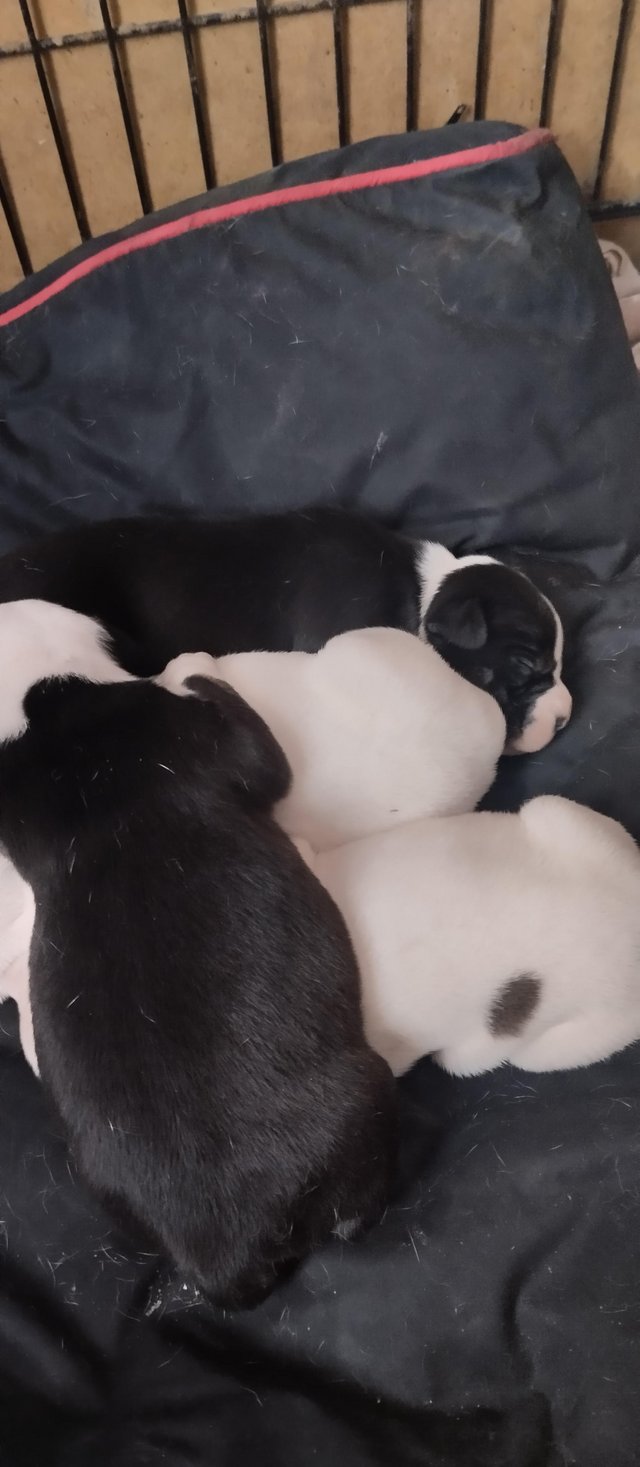 Preview of the first image of Staffordshire bull terrier pups.