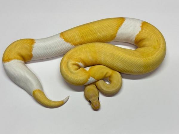 Image 1 of Ball Python Adult Males
