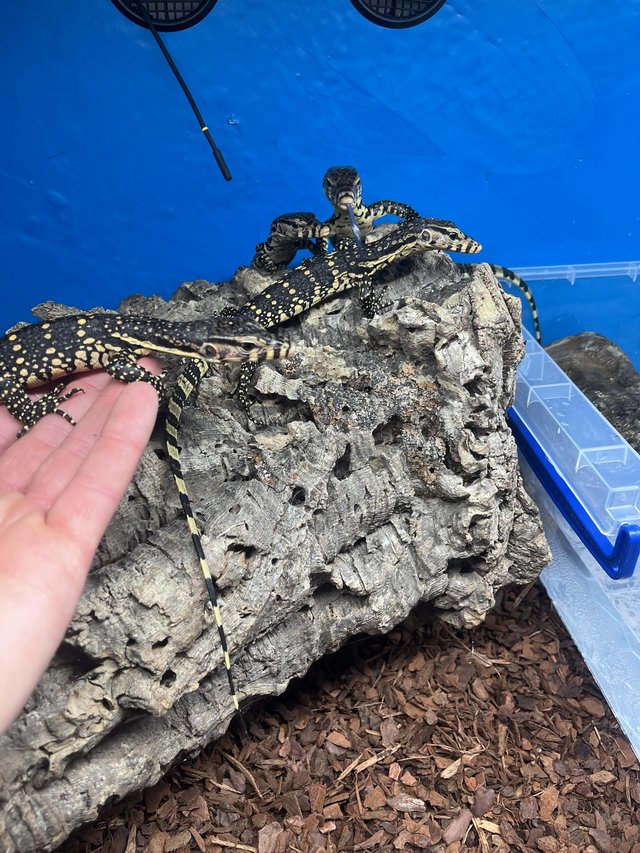 Preview of the first image of Genuine CB2024 Het Sulphur and Normal Asian Water Monitors.