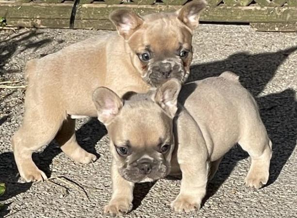 Image 24 of QUALITY TRUE TO TYPE FRENCH BULLDOG PUPPIES