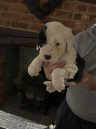 Image 4 of KC registered Old English Sheepdog Puppies
