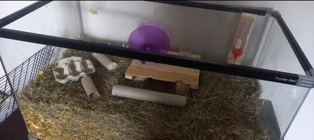 Image 1 of Male Roborovski Hamster for sale