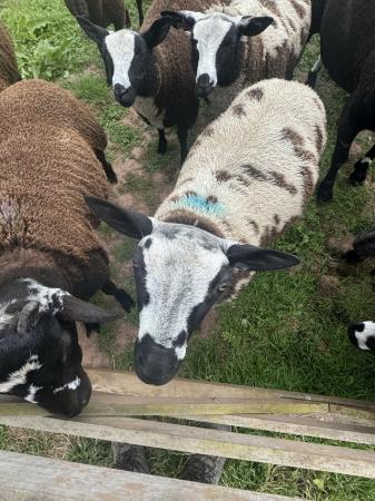 Image 3 of Dutch spotted pedigree ram lambs