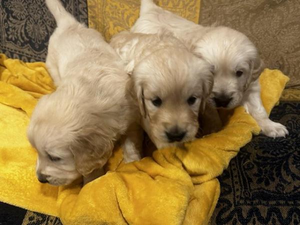 Image 4 of ??Golden Retriever puppies Ready to leave mid April