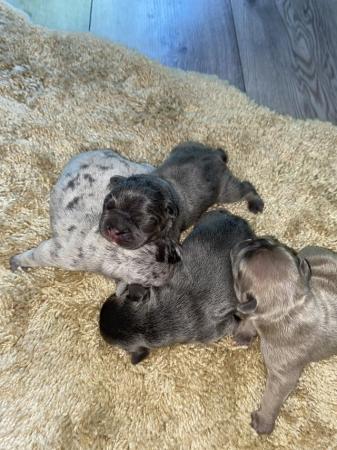 Image 3 of KC registered French Bulldog pups