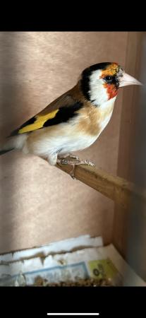 Image 3 of Siberian Goldfinch cock bird