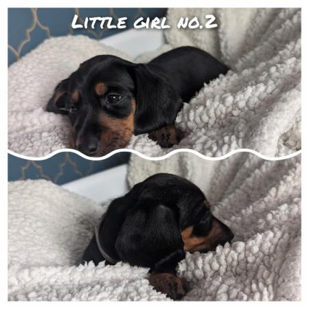 Image 2 of Beautiful black & tan smooth haired standard Dachshund