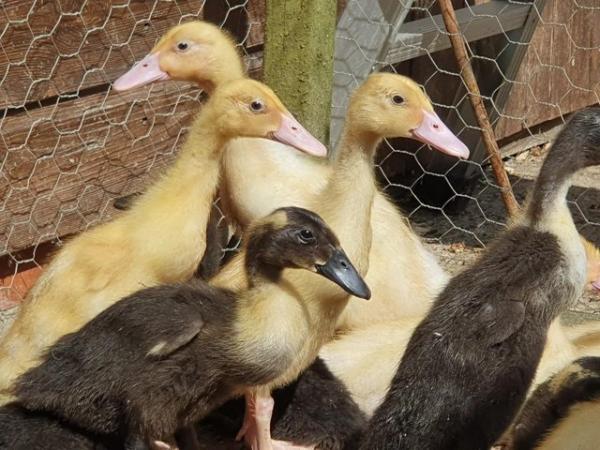 Image 3 of Indian Runner Ducks. Ready to leave! Unsexed £10 each