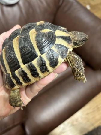 Image 3 of 3 year old Herman tortoise