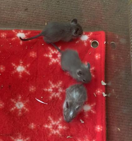 Image 4 of Female Baby Degus Agouti, white patchy, Blue