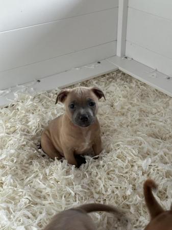 Image 1 of Staffordshire bullterrier pups ready to leave today