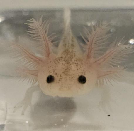 Image 4 of Beautiful axolotls ready for there forever waters