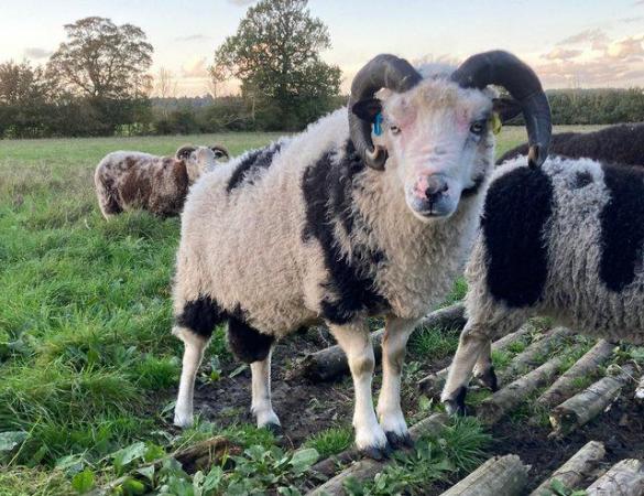 Image 9 of Shetland sheep mature rams for sale.