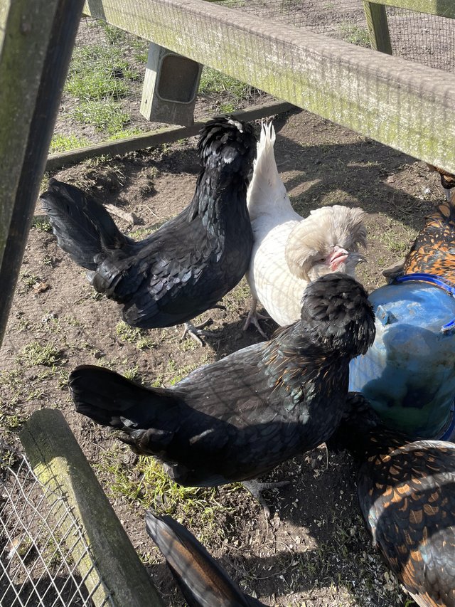 Preview of the first image of Polish pullets for sale.