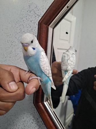 Image 5 of 6 to 7 weeks tame baby budgies for sale