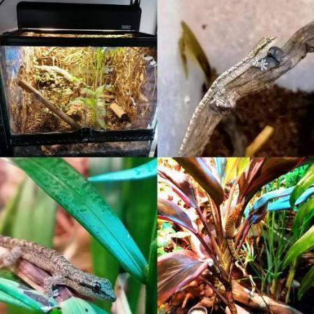Image 2 of Juvenile Mourning geckos 2024 hatch *7 available*