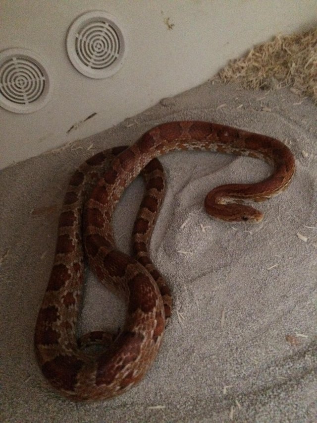 Preview of the first image of 2 year female corn snake with 4 foot oak viv.