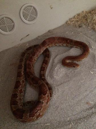 Image 1 of 2 year female corn snake with 4 foot oak viv