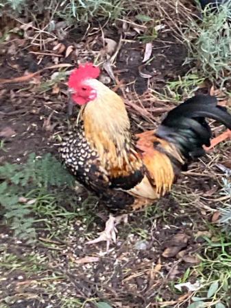 Image 1 of Canary hen or two wanted for pets….